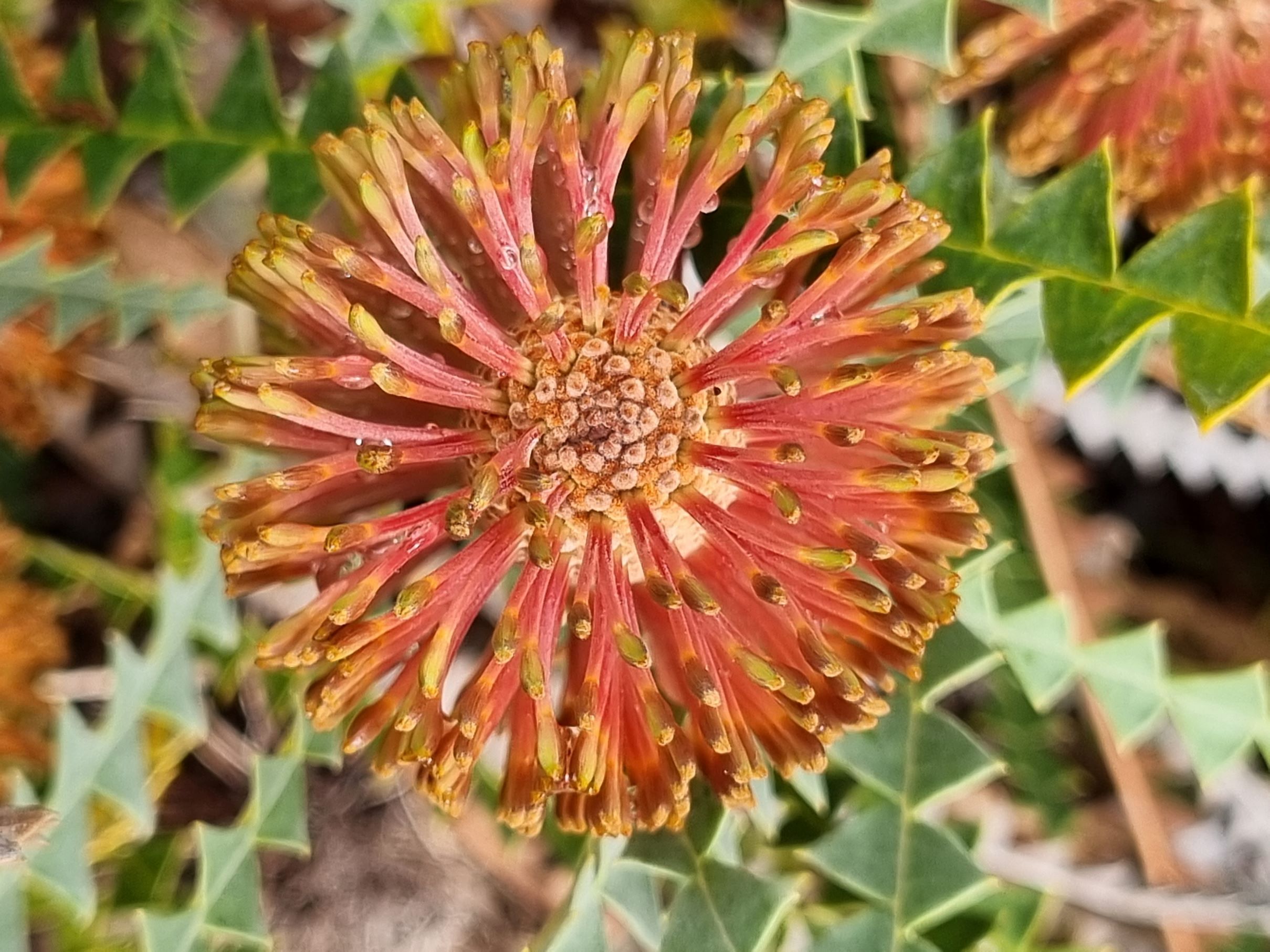 candolleana